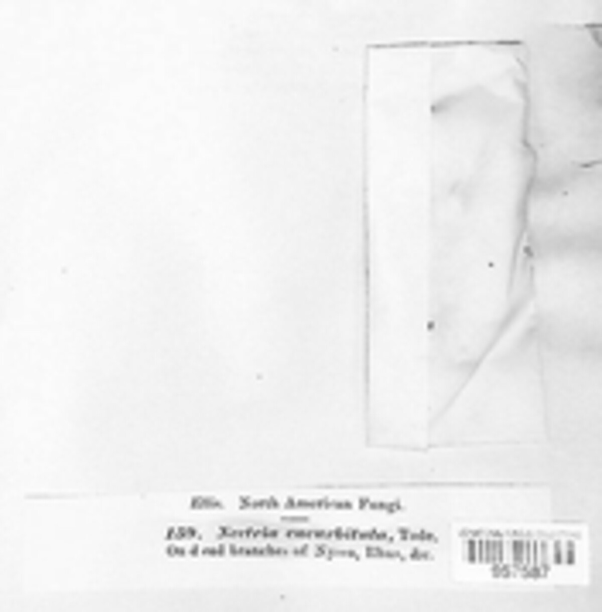 Corinectria fuckeliana image